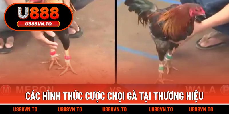 Các hình thức cược chọi gà tại thương hiệu