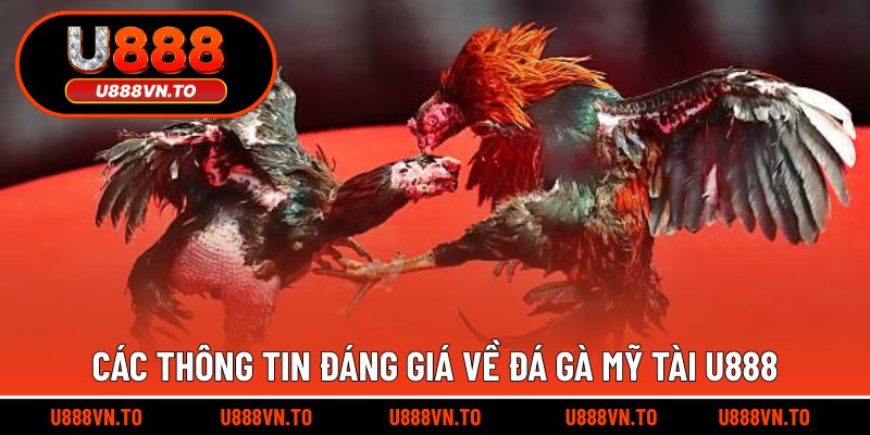Các thông tin đáng giá về đá gà Mỹ Tài U888