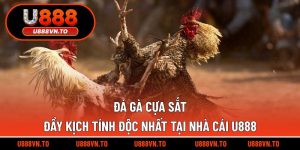 Đá gà cựa sắt