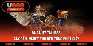 Đá gà Mỹ Tài U888