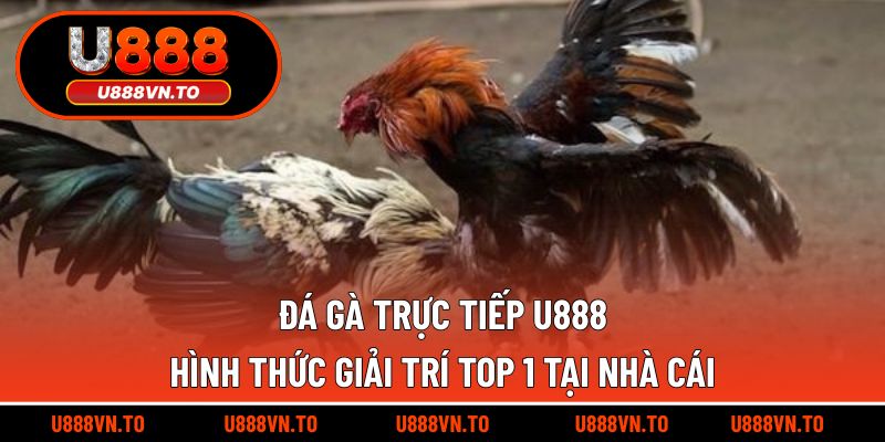 Đá gà trực tiếp U888
