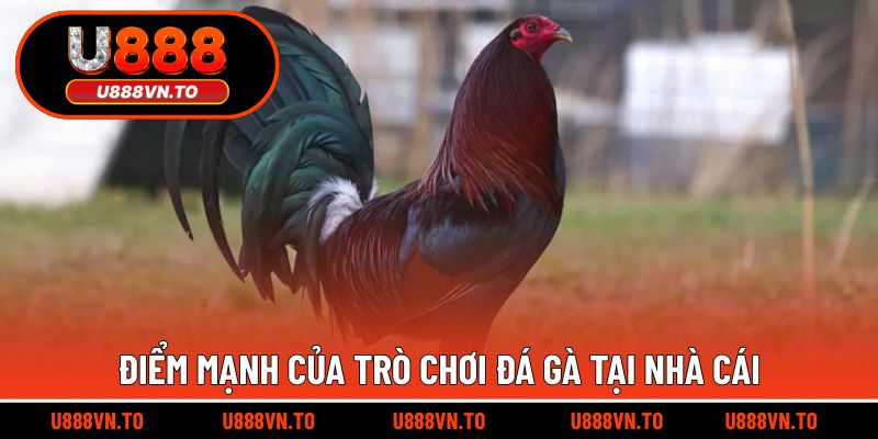 Điểm mạnh của trò chơi đá gà tại nhà cái
