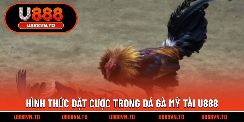 Hình thức đặt cược trong đá gà Mỹ Tài U888
