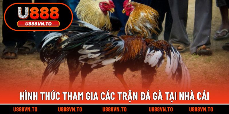Hình thức tham gia các trận đá gà tại nhà cái