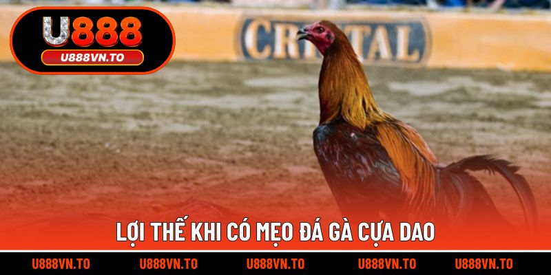 Lợi thế khi có mẹo đá gà cựa dao