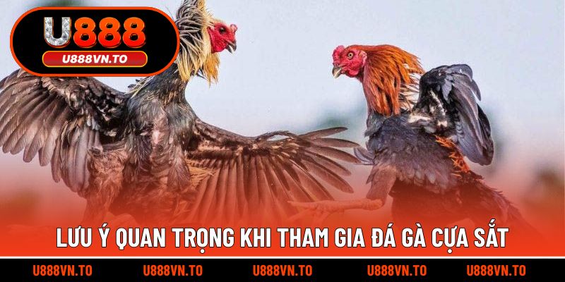 Lưu ý khi quyết định tham gia đá gà cựa sắt