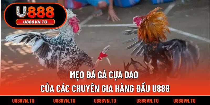 Mẹo Đá Gà Cựa Dao