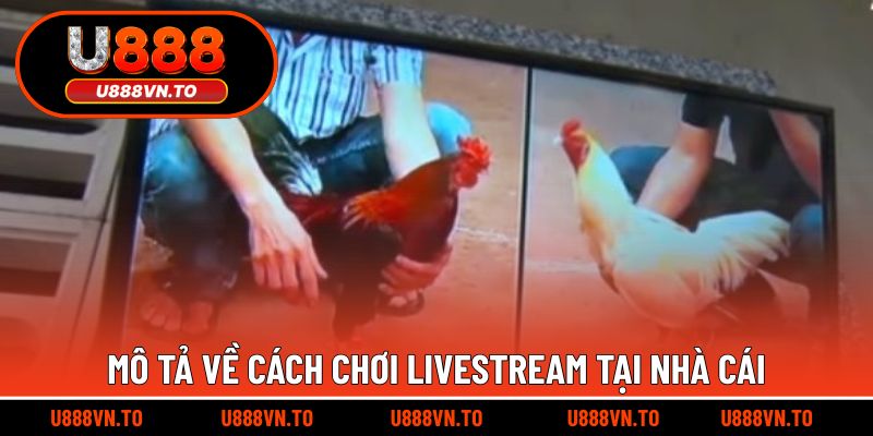Mô tả về cách chơi livestream tại nhà cái