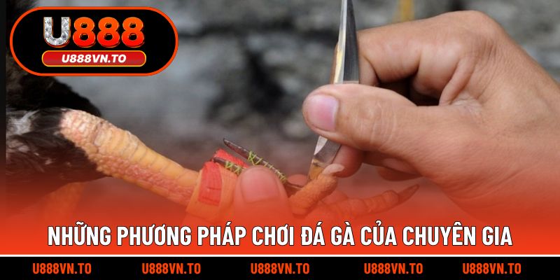 Những phương pháp chơi đá gà của chuyên gia