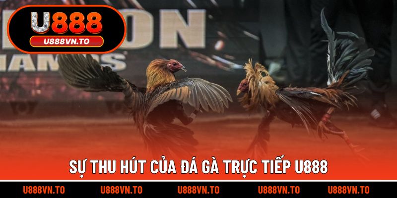 Sự thu hút của đá gà trực tiếp U888