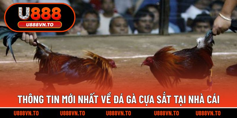 Thông tin mới nhất về đá gà cựa sắt tại nhà cái